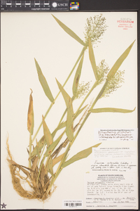 Dichanthelium polyanthes image