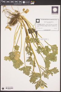 Ranunculus bulbosus image