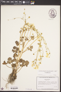 Ranunculus bulbosus image