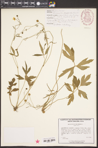 Ranunculus bulbosus image