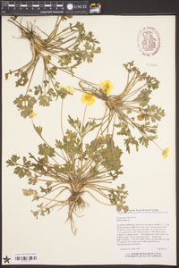 Ranunculus bulbosus image