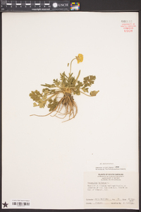Ranunculus bulbosus image