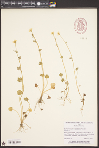 Ranunculus carolinianus image