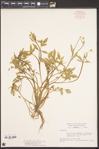 Ranunculus carolinianus image