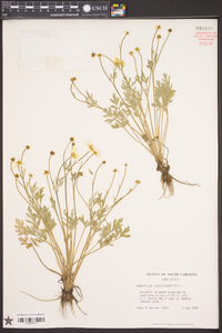 Ranunculus fascicularis image