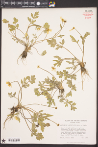 Ranunculus fascicularis image