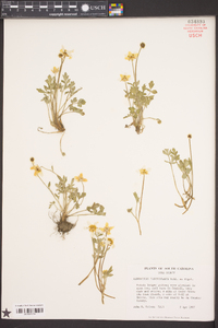 Ranunculus fascicularis image
