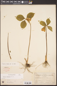 Trillium catesbaei image