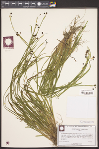 Sisyrinchium nashii image