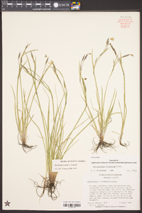 Sisyrinchium nashii image