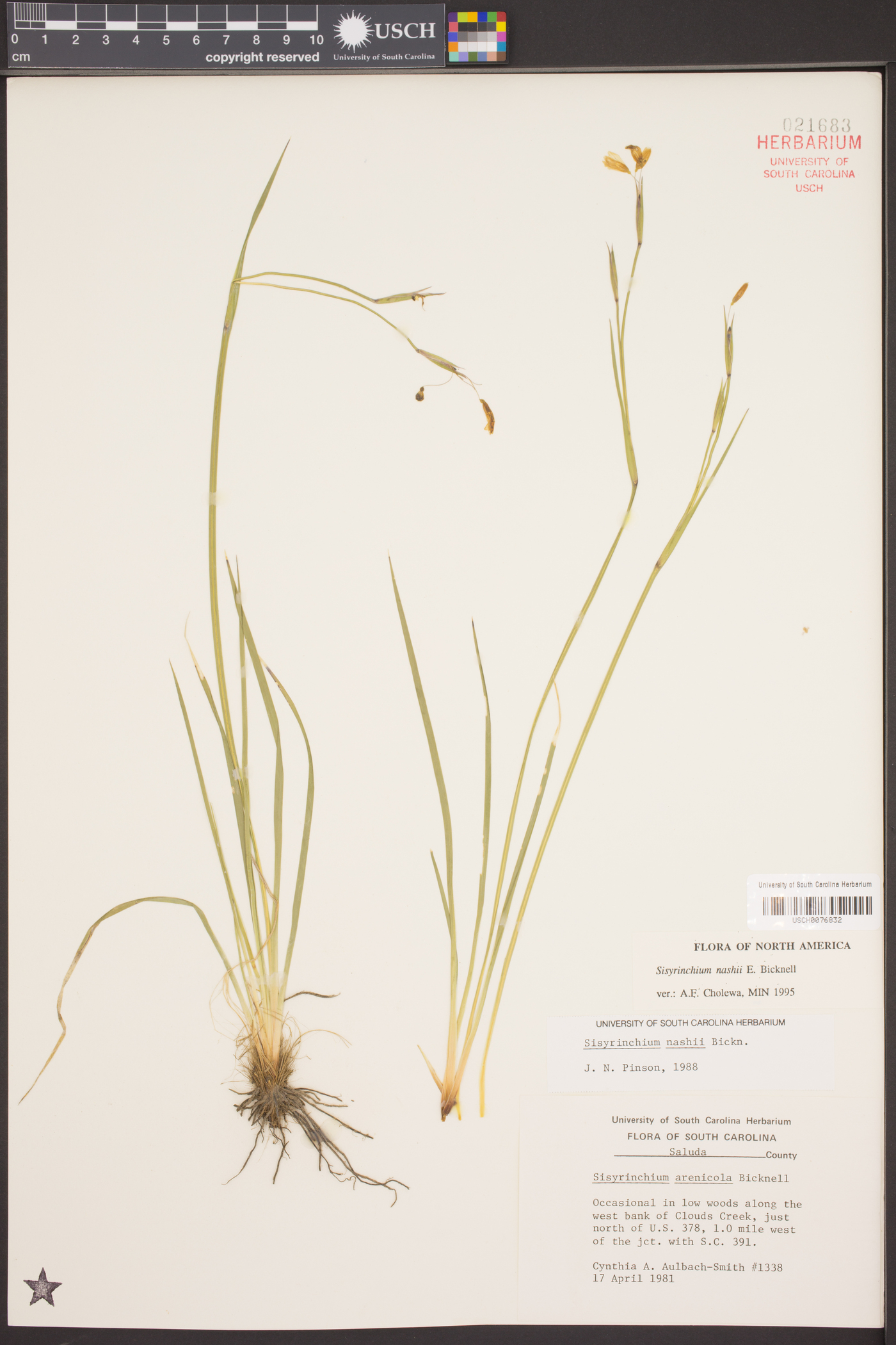 Sisyrinchium nashii image