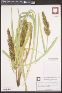 Carex crus-corvi image