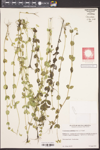 Mitreola sessilifolia image