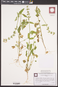 Stachys floridana image