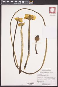 Nuphar sagittifolia image