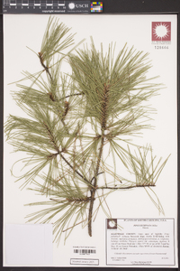 Pinus echinata image