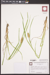 Carex typhina image