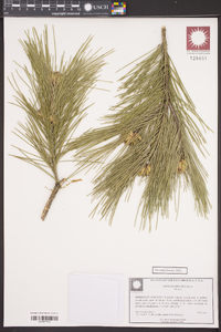 Pinus echinata image