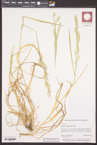 Bromus catharticus image