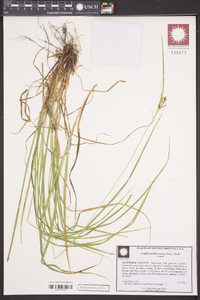 Carex complanata image