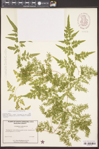 Lygodium japonicum image