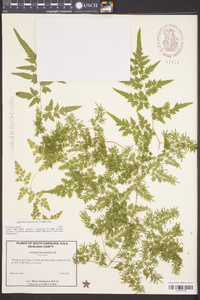 Lygodium japonicum image