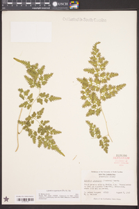 Lygodium japonicum image