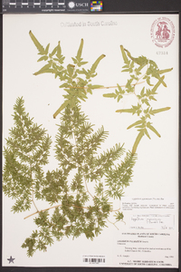 Lygodium japonicum image