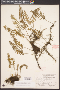 Pleopeltis polypodioides subsp. michauxiana image