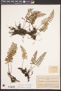 Pleopeltis polypodioides subsp. michauxiana image