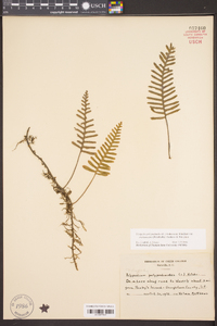 Pleopeltis polypodioides subsp. michauxiana image