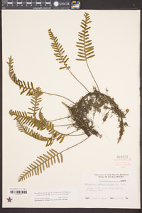 Pleopeltis polypodioides image