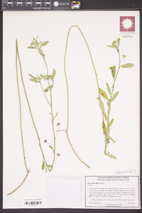 Sida rhombifolia image