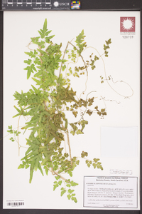 Lygodium japonicum image