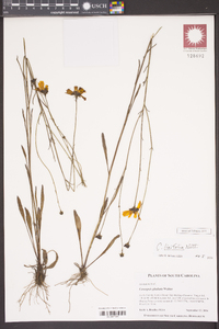 Coreopsis linifolia image