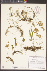 Pleopeltis polypodioides subsp. michauxiana image