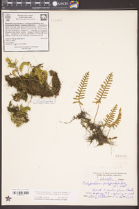 Pleopeltis polypodioides image