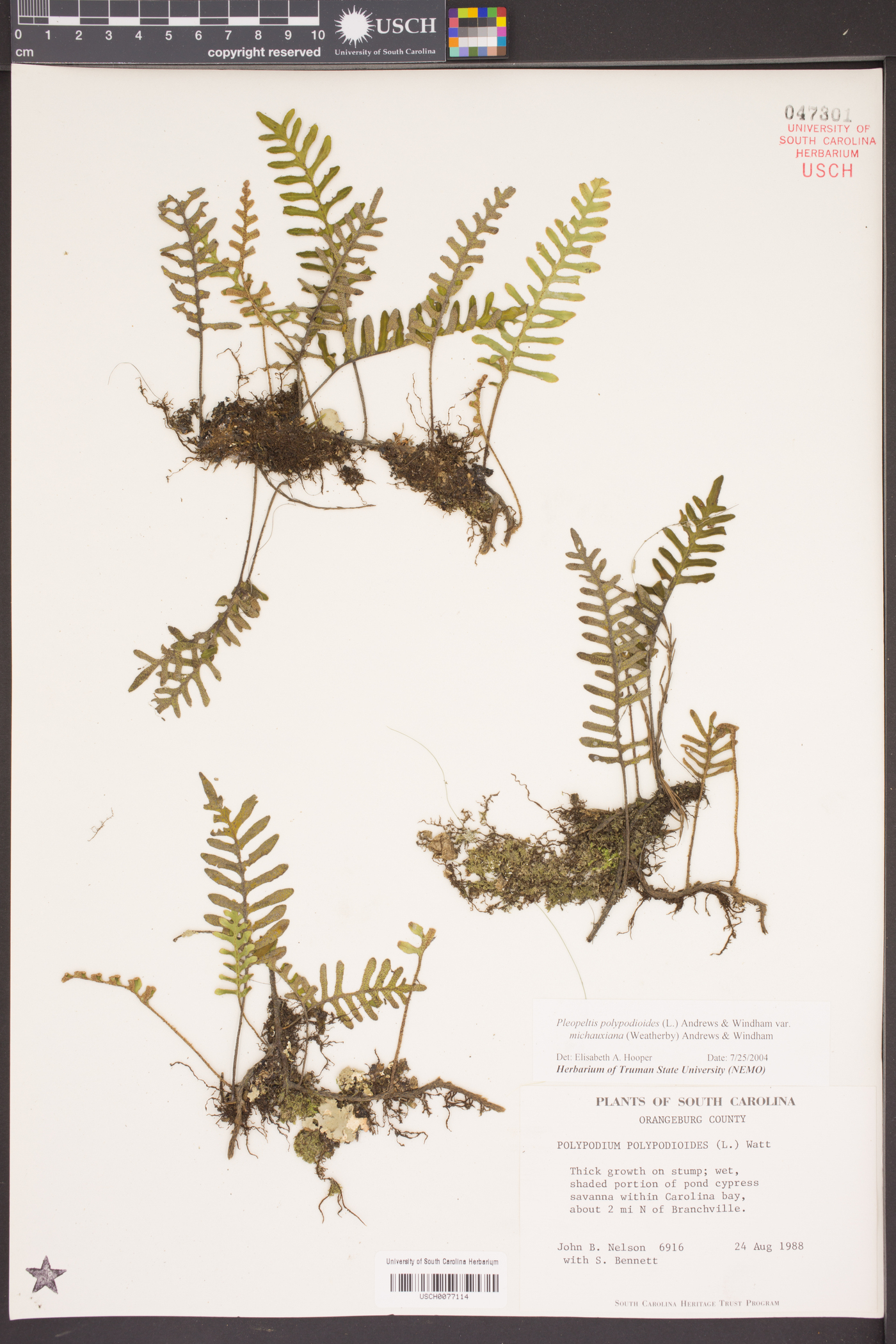 Pleopeltis polypodioides subsp. michauxiana image