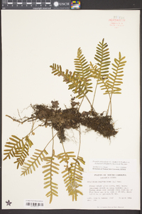 Pleopeltis polypodioides subsp. michauxiana image