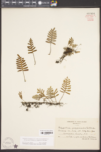 Pleopeltis polypodioides subsp. michauxiana image