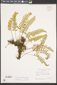 Pleopeltis polypodioides subsp. michauxiana image