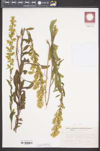 Solidago puberula image