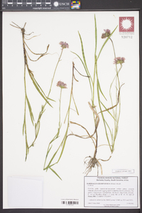 Marshallia graminifolia image