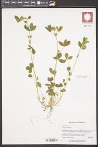 Trifolium reflexum image