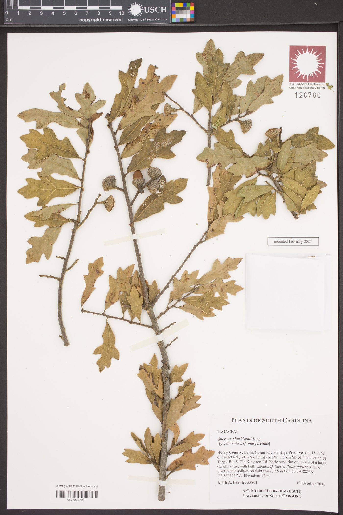 Quercus harbisonii image
