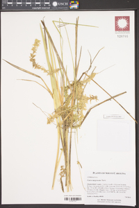 Carex turgescens image