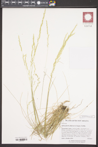 Sphenopholis filiformis image