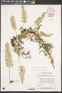 Pleopeltis polypodioides subsp. michauxiana image