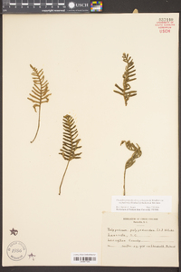 Pleopeltis polypodioides image