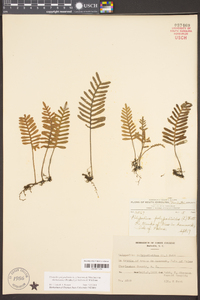 Pleopeltis polypodioides image